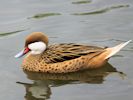 White-Cheeked Pintail (WWT Slimbridge June 2011) - pic by Nigel Key